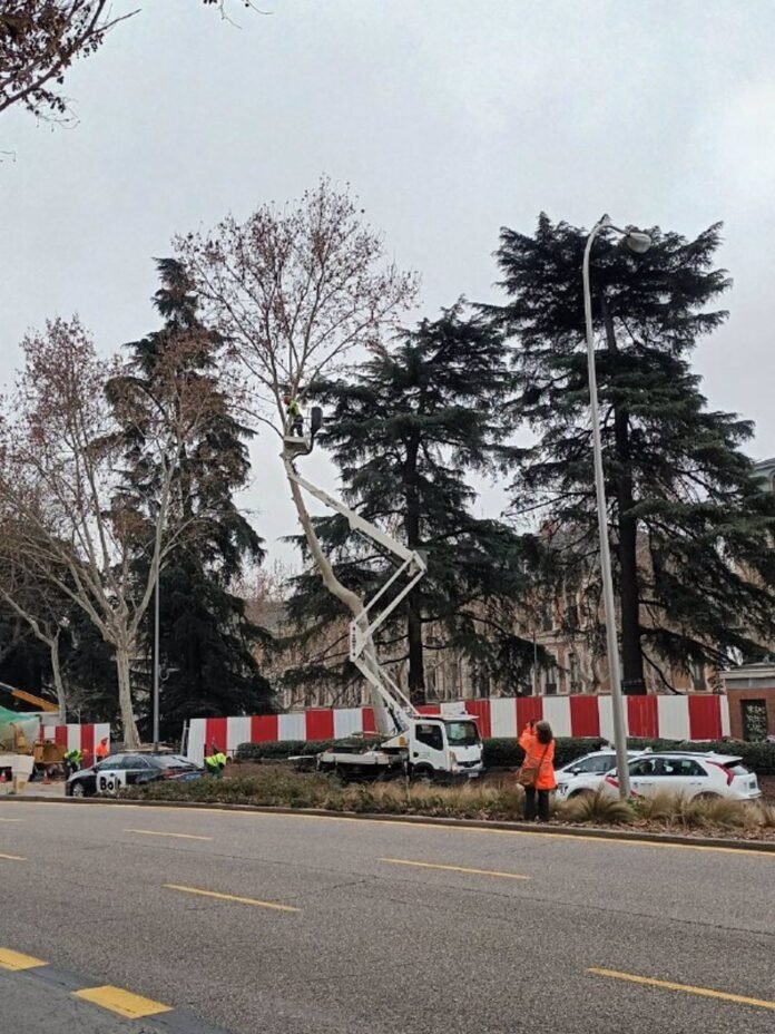 talas en el Paisaje de la Luz talas en el Paisaje de la Luz