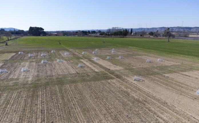 asamblea general de Leguminose