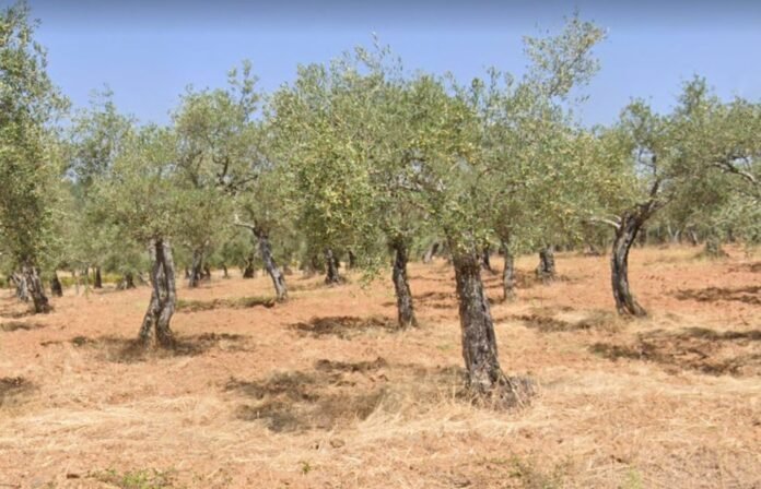 Agricultores en defensa del olivar tradicional se manifestarán mañana por el centro de Madrid