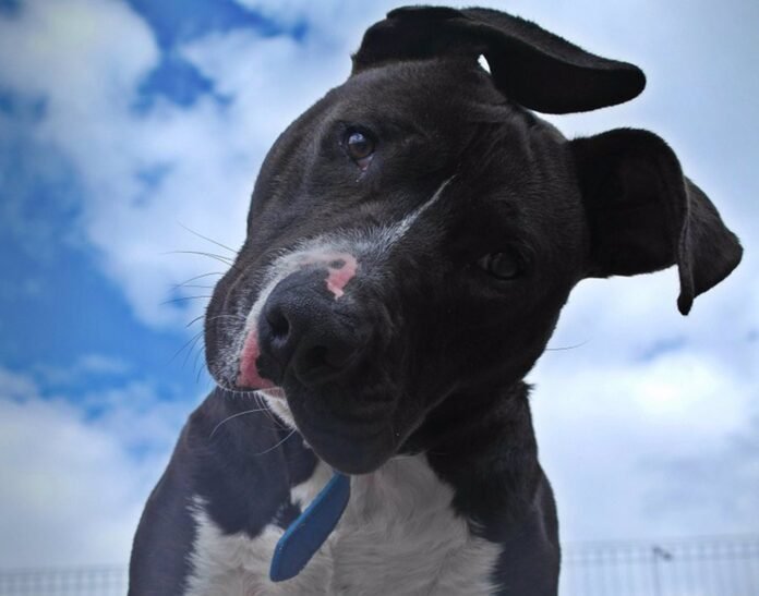 Rivas.- Policía Local inicia una campaña de control de perros potencialmente peligrosos