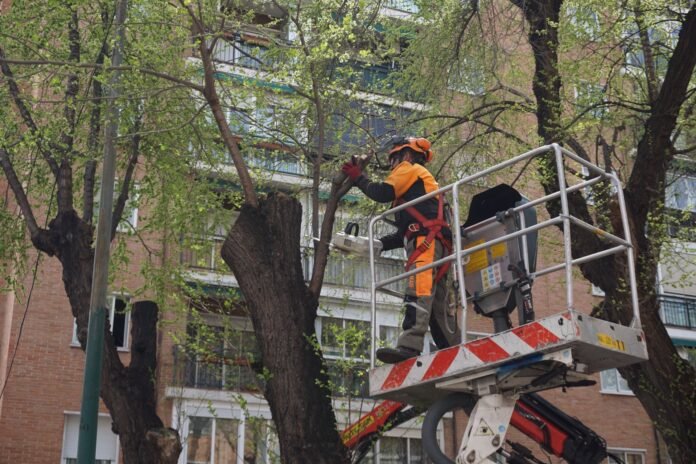 El Ayuntamiento reivindica que el Plan de Podas Municipal llegará a 