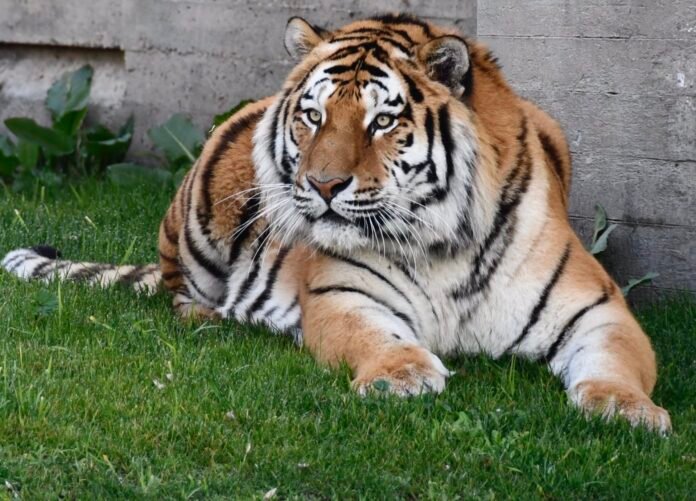 Un tigre siberiano