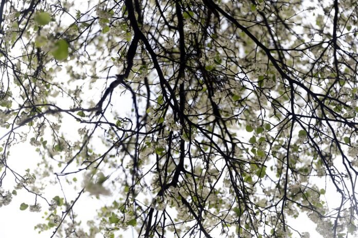 Revisan 1.100 árboles en colegios para comprobar su estado