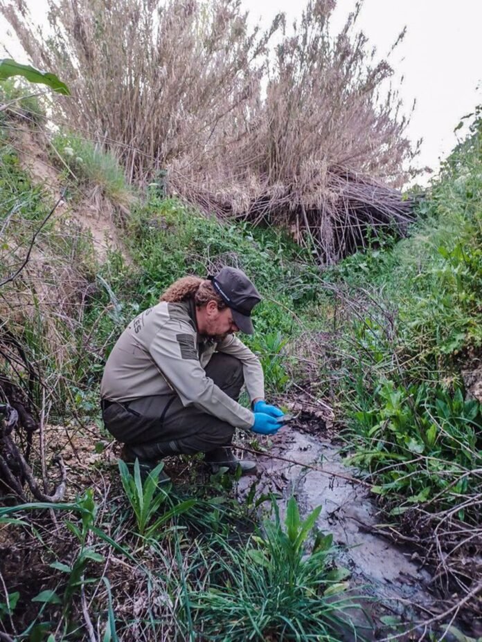 Un agente forestal toma muestras en el arroyo que ha sufrido el vertido.