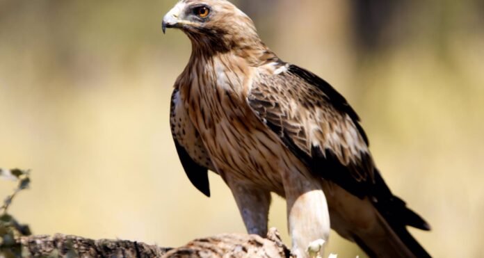 Activada la webcam del Parque Nacional de la Sierra de Guadarrama para el seguimiento de una pareja de águilas calzadas