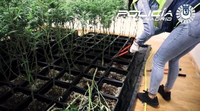 Sucesos.- Localizada una plantación de marihuana con 769 plantas en un edificio de oficinas en Carabanchel