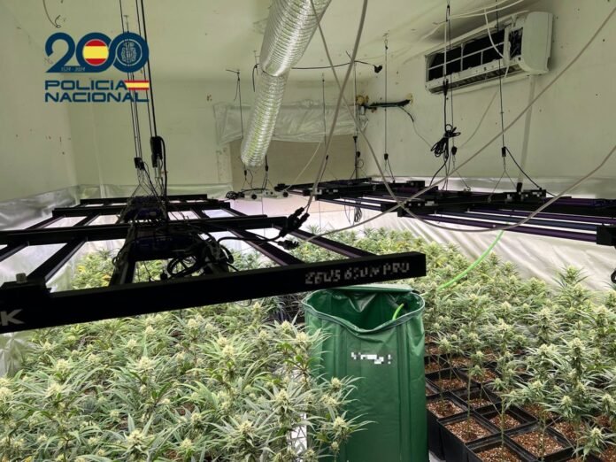 Desmantelada una plantación indoor con 370 plantas de marihuana en un piso de Moratalaz