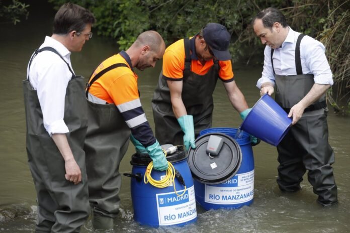 El Manzanares cuenta desde hoy con cuatro especies de peces catalogadas como vulnerables reintroducidas en el río