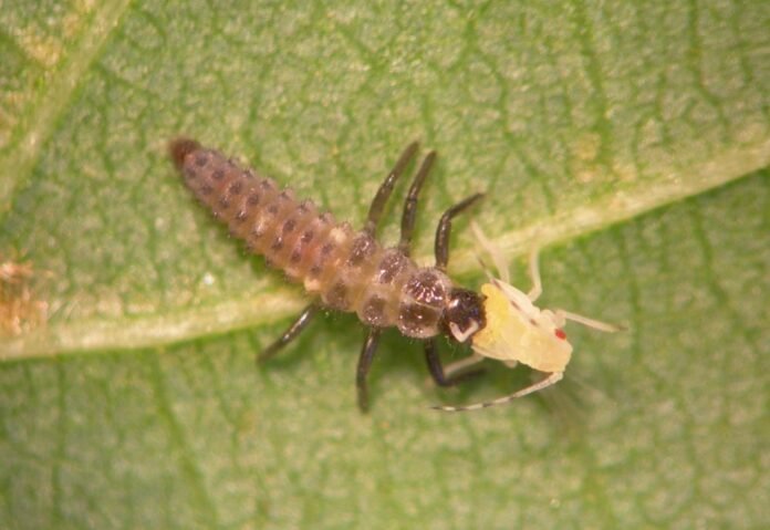 El Ayuntamiento de Majadahonda pone en marcha una campaña de vigilancia y control de pulgones y hongos en zonas verdes