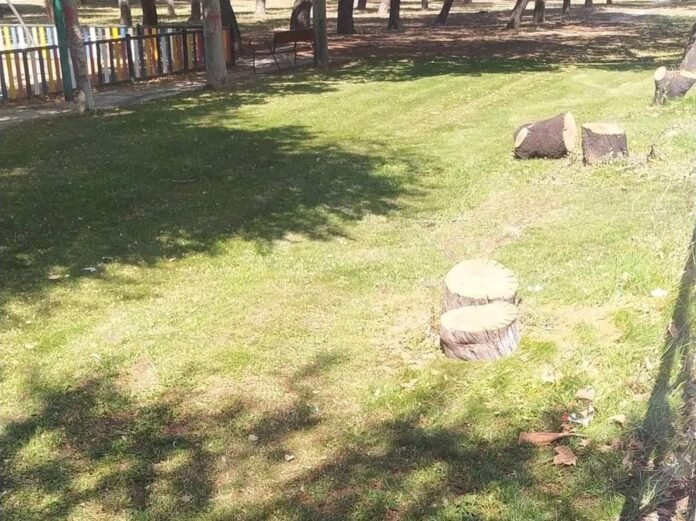 Vecinos de Perales del Río reclaman que se repongan con urgencia todos los árboles 