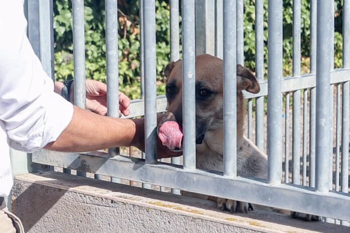 Los espacios regionales de protección animal facilitaron la adopción de 1.491 perros y 1.511 gatos el primer semestre