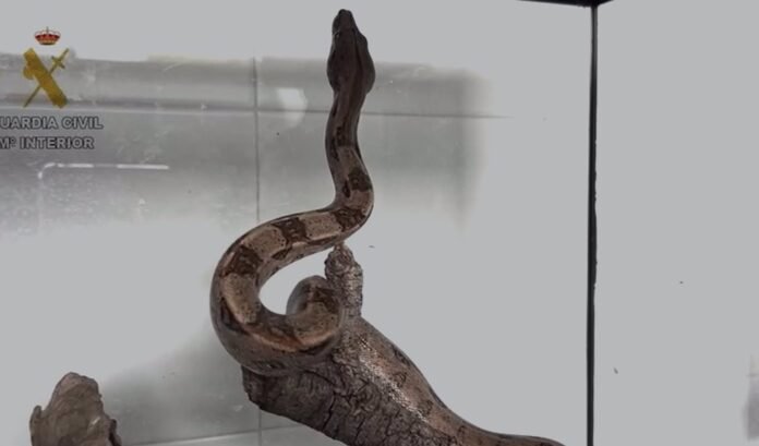 Investigan a un hombre por tener ilegalmente una boa constrictor imperator en su casa de Villalbilla